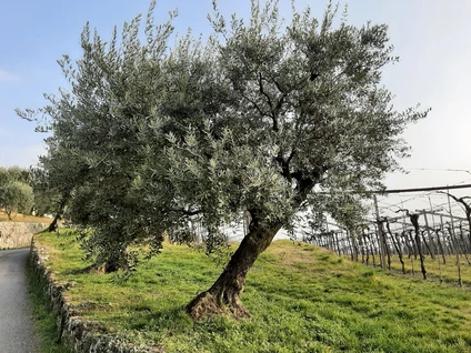 Wine walk in Valpolicella among terraced vineyards 6