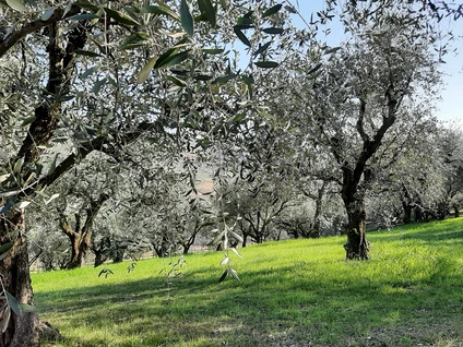 Wine walk in Valpolicella among terraced vineyards 8