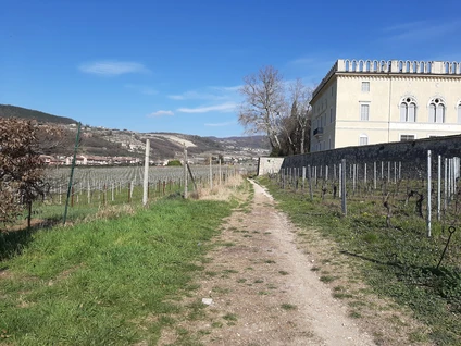 Wine walk in Valpolicella among terraced vineyards 10
