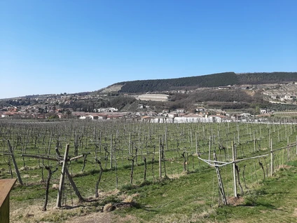 Wine walk in Valpolicella among terraced vineyards 18