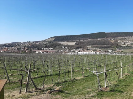 Passeggiata enologica in Valpolicella tra vigneti e marogne 18