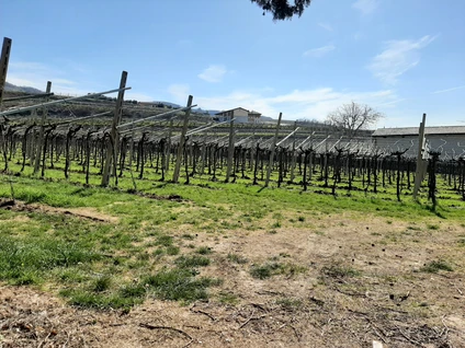 Passeggiata enologica in Valpolicella tra vigneti e marogne 23