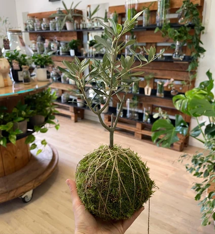Creating a Kokedama in a floral workshop with expert botanist 8