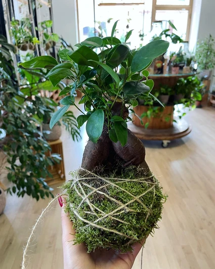 Creating a Kokedama in a floral workshop with expert botanist 10