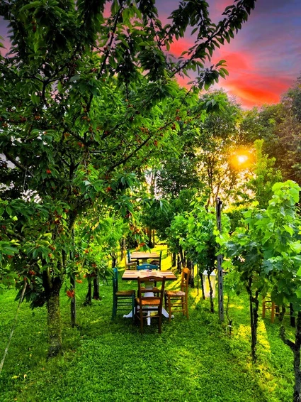 Cena in vigneto in una cascina dell’800 nell’entroterra del Lago di Garda 15 Cena in vigneto in una cascina dell’800 nell’entroterra del Lago di Garda 15