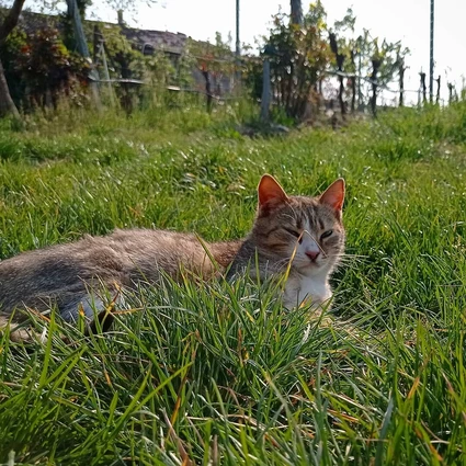 Degustazione di vini Lugana nella cantina più piccola del Lago di Garda 13