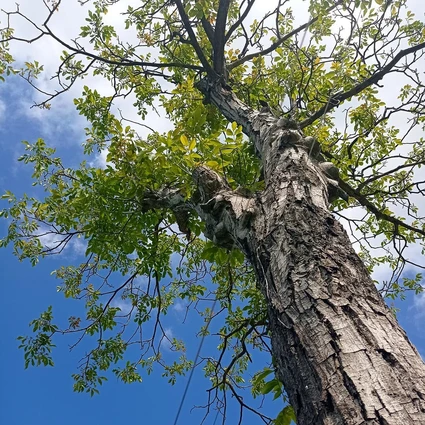 Degustazione di vini Lugana nella cantina più piccola del Lago di Garda 11