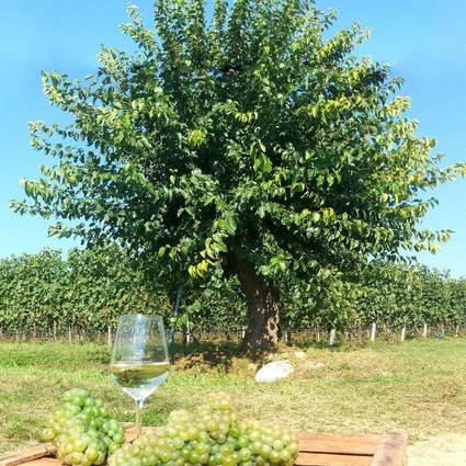 Degustazione di vini Lugana nella cantina più piccola del Lago di Garda 5