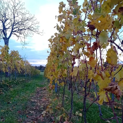 Degustazione di vini Lugana nella cantina più piccola del Lago di Garda 3