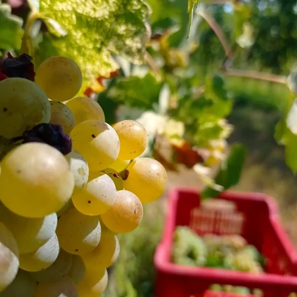Degustazione di vini Lugana nella cantina più piccola del Lago di Garda 14