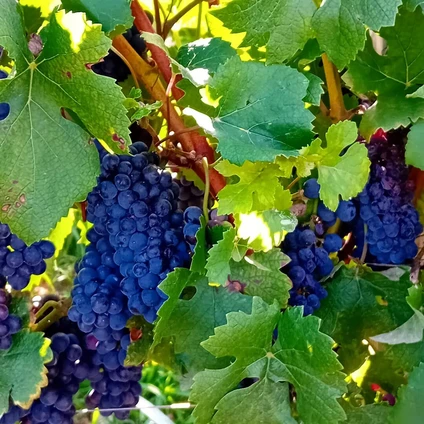 Degustazione di vini Lugana nella cantina più piccola del Lago di Garda 7