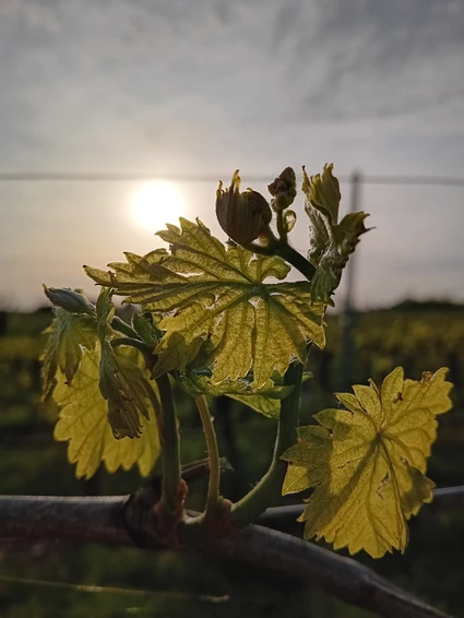 Degustazione di vini Lugana nella cantina più piccola del Lago di Garda 1