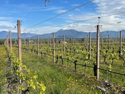 Verkostung von DOC-Weinen in einem Weinkeller in Desenzano del Garda 4