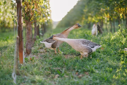 Verkostung von Gardasee-Weinen mit Besuch eines Weinkellers auf einem Bauernhof 8