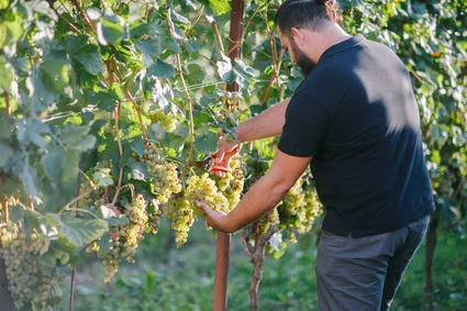 Verkostung von Gardasee-Weinen mit Besuch eines Weinkellers auf einem Bauernhof 9