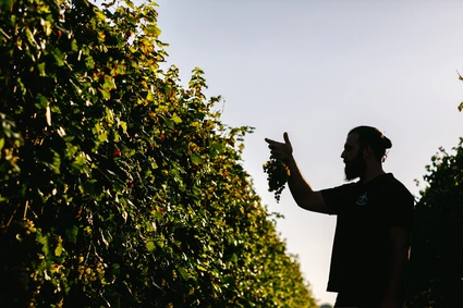 Verkostung von Gardasee-Weinen mit Besuch eines Weinkellers auf einem Bauernhof 10