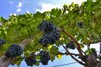 Wine tasting in a Trentino winery in the Valle dei Laghi 6