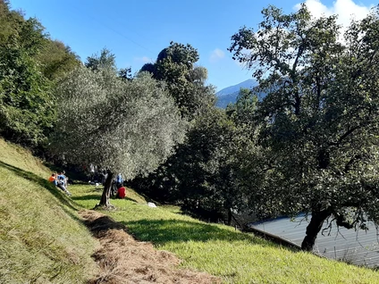 Trekking im Wald auf dem Monte Pizzocolo am Gardasee 0