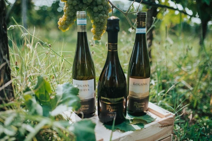 Lugana wines tasting in a vineyard at Lake Garda 0