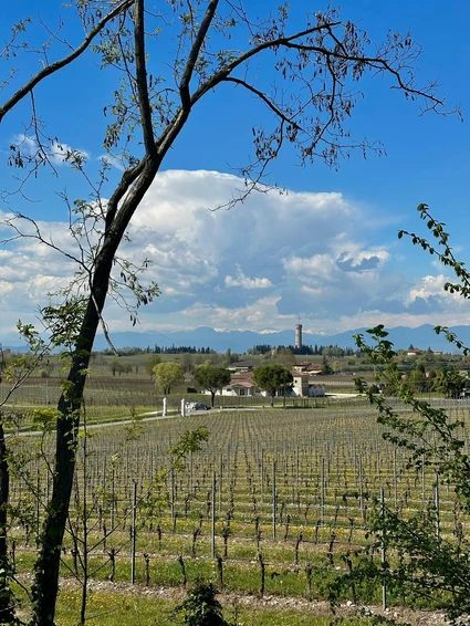 Picnic among the vineyards of the moraine hills of Lake Garda 13