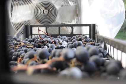 Degustazione di vino al Lago di Garda in azienda agricola con merenda 3