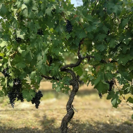 Verkostung von Weinen des Valtenesi auf einem Bauernhof am Gardasee 18