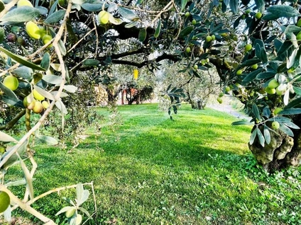 Degustazione Olio Extravergine del Garda: Tour Panoramico ed Esperienza Sensoriale 23 Degustazione Olio Extravergine del Garda: Tour Panoramico ed Esperienza Sensoriale 23