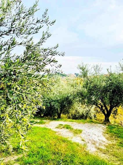 Degustazione Olio Extravergine del Garda: Tour Panoramico ed Esperienza Sensoriale 24 Degustazione Olio Extravergine del Garda: Tour Panoramico ed Esperienza Sensoriale 24