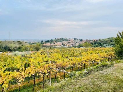 Degustazione Olio Extravergine del Garda: Tour Panoramico ed Esperienza Sensoriale 15 Degustazione Olio Extravergine del Garda: Tour Panoramico ed Esperienza Sensoriale 15