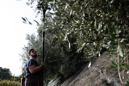 Degustazione Olio Extravergine del Garda: Tour Panoramico ed Esperienza Sensoriale 8 Degustazione Olio Extravergine del Garda: Tour Panoramico ed Esperienza Sensoriale 8