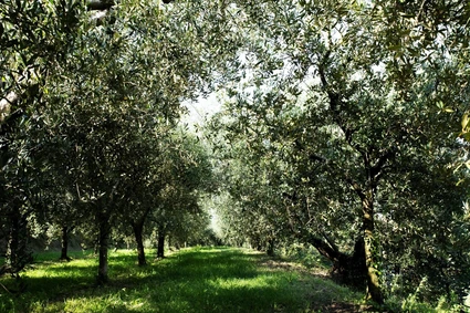 Degustazione Olio Extravergine del Garda: Tour Panoramico ed Esperienza Sensoriale 14 Degustazione Olio Extravergine del Garda: Tour Panoramico ed Esperienza Sensoriale 14