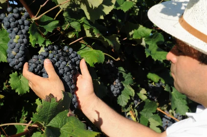 Spaziergang durch die Weinberge und Weinverkostung in der Loggia 3