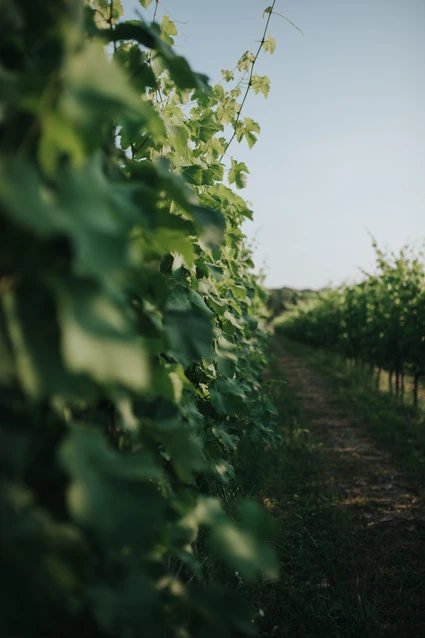 Spaziergang durch die Weinberge und Weinverkostung in der Loggia 4