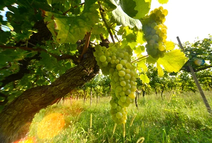 Spaziergang durch die Weinberge und Weinverkostung in der Loggia 1