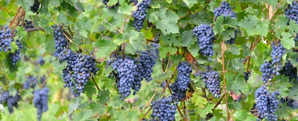 Lugana Weinverkostung im Weinberg am Gardasee 19