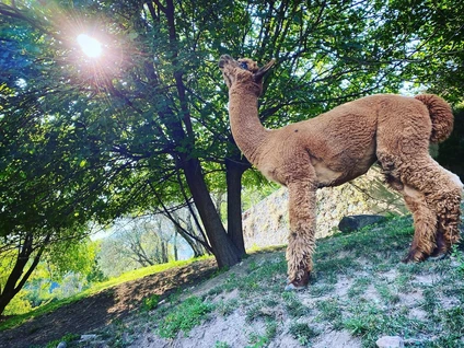 Passeggiata con alpaca al Lago di Garda 0