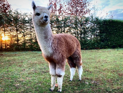 Passeggiata con alpaca al Lago di Garda 1