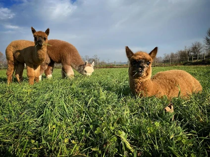 Passeggiata con alpaca al Lago di Garda 2