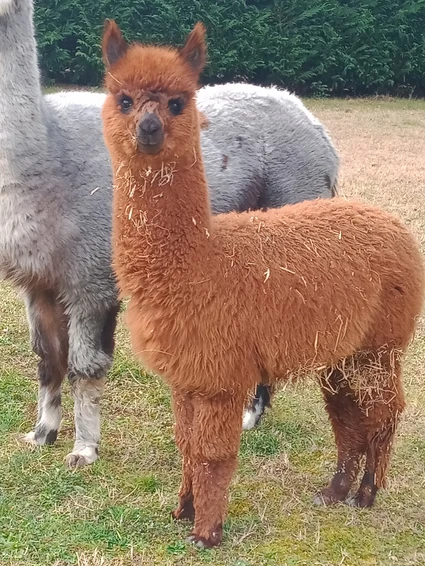 Alpaca Walk at Lake Garda from San Felice 3