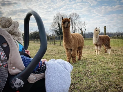 Passeggiata con alpaca al Lago di Garda 4