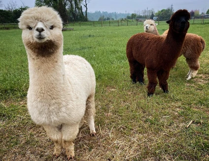 Visit to the Alpaca Farm and walk in the hinterland of Lake Garda 17