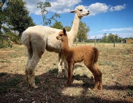 Passeggiata con alpaca al Lago di Garda 6