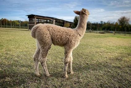 Alpaca Walk at Lake Garda from San Felice 7