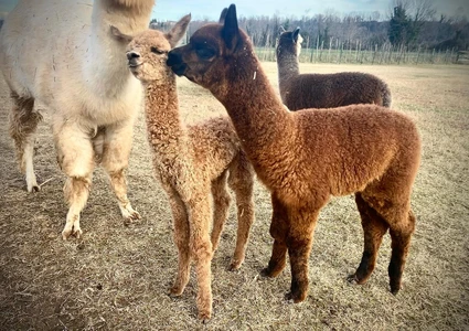 Visit to the Alpaca Farm and walk in the hinterland of Lake Garda 28