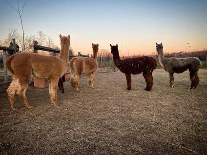 Alpaca Walk at Lake Garda from San Felice 9