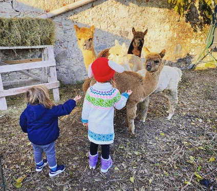 Alpaca Walk at Lake Garda from San Felice 11