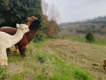 Wanderung mit dem Alpaka am Gardasee von San Felice aus 10