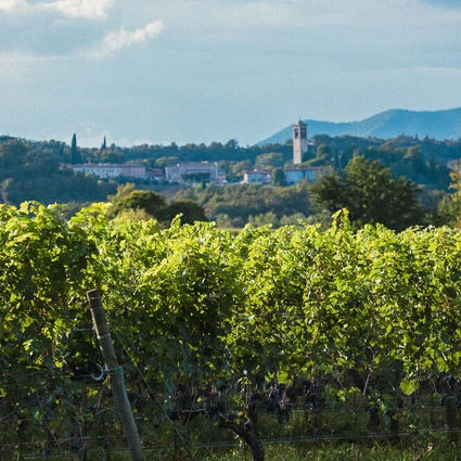 Cooking Class e Degustazione Vini tra i Vigneti della Valtenesi 15 Cooking Class e Degustazione Vini tra i Vigneti della Valtenesi 15