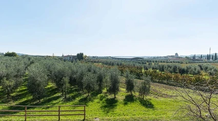 Picnic on Lake Garda among olive trees and local organic products 5