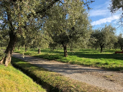 Degustazione olio d'oliva e vini biologici al Lago di Garda 20